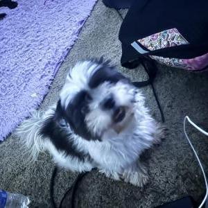 Lost Dog Princess