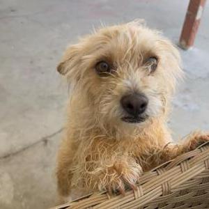 Lost Dog Chela