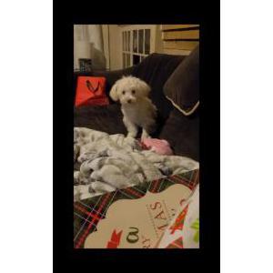 Lost Dog Princess