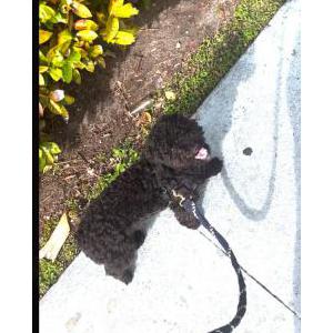 Lost Dog Unknown