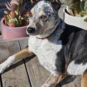 Lost Dog Maggie
