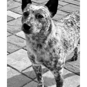 Image of Tan, Lost Dog