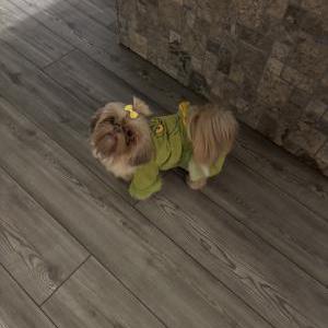 Lost Dog Chanel