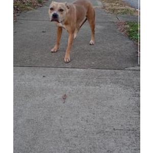 Image of Shottas, Lost Dog
