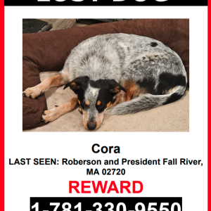 Lost Dog Cora
