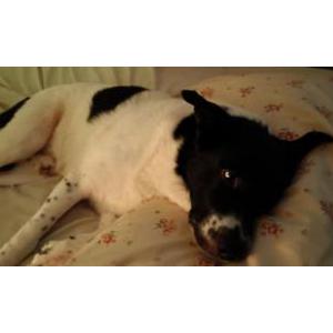 Lost Dog Toby