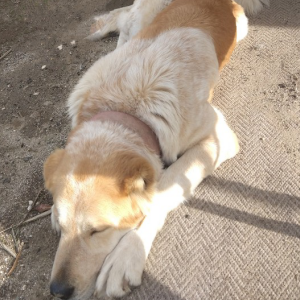 Lost Dog Karma