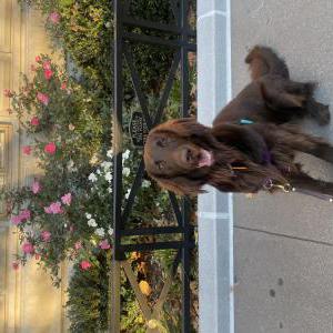 Image of Fargo, Lost Dog