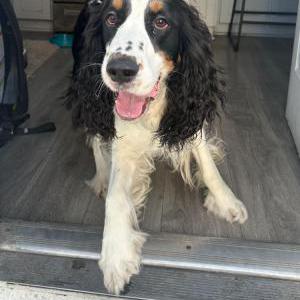 Lost Dog Otto