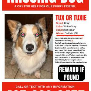 Lost Dog Tux