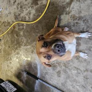Image of Unknown, Found Dog