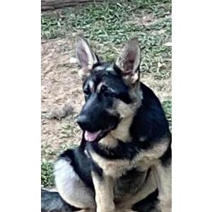 Image of Mira, Lost Dog