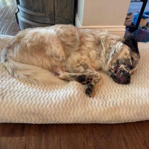 Found Dog Unknown