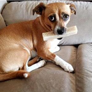 Lost Dog Missy