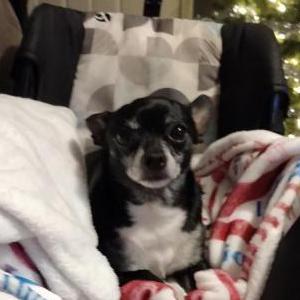 Image of Dexter, Lost Dog
