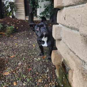 Found Dog unknown