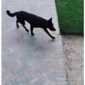 Lost Dog Akila