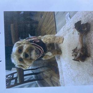 Lost Dog Waffle