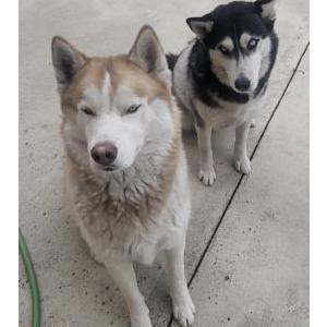 Found Dog Unknown