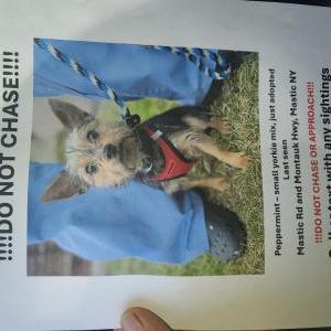 Lost Dog Stella aka Peppermin