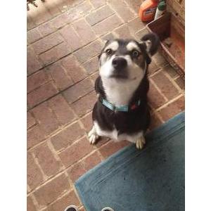 Image of Unknown, Found Dog