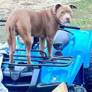 Image of Zues, Lost Dog