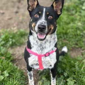 Lost Dog unknown