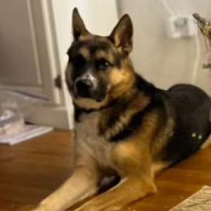 Lost Dog Eugene