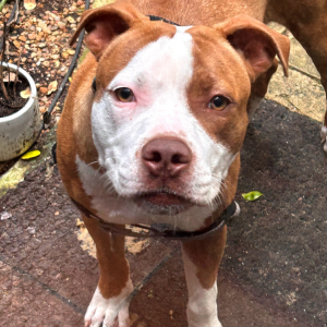 Found Dog Unknown
