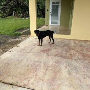 Found Dog unknown