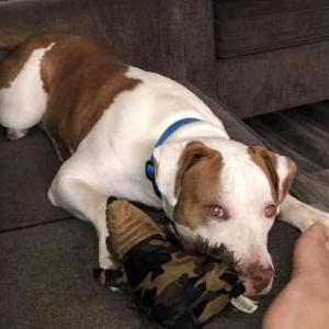 Lost Dog Blue