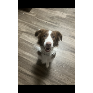 Lost Dog Scout