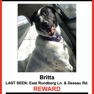 Lost Dog Britta