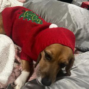 Image of Nugget, Lost Dog