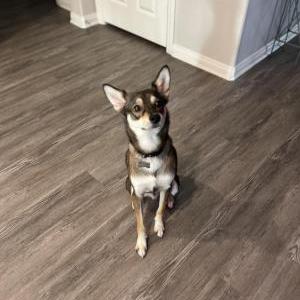 Lost Dog Buddy