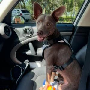 Lost Dog Luna