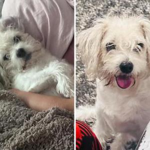 Lost Dog Koala