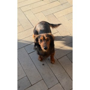 Lost Dog Lilo