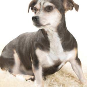 Image of Joy, Lost Dog