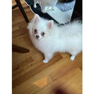 Lost Dog Louie