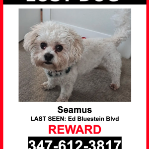 Lost Dog Seamus