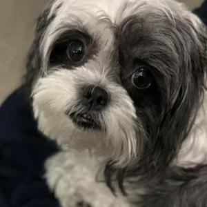 Image of Olie, Lost Dog