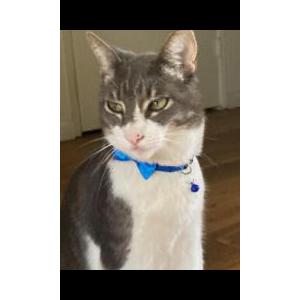 Image of Zeezee, Lost Cat