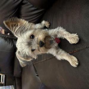 Lost Dog Kodak