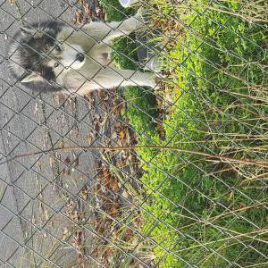 Found Dog Unknown