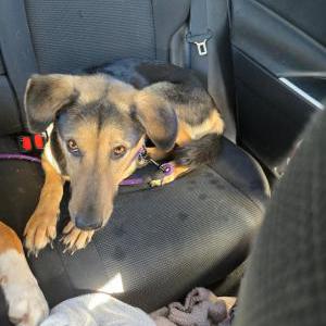 Image of Kyleigh, Lost Dog