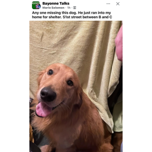 Found Dog Unknown