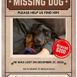Lost Dog Pippin