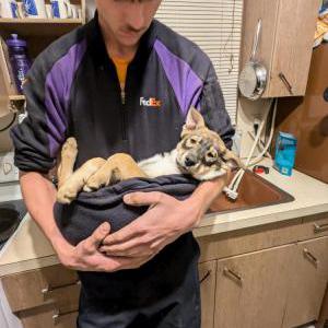 Lost Dog Willow