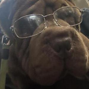 Lost Dog Meatball